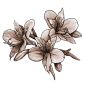 alstroemeria